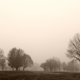 fog morning wood landscape freetoedit