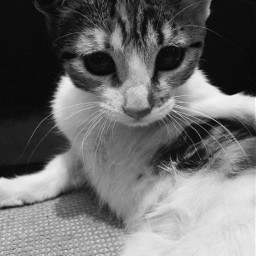 cat blackandwhite photography freetoedit